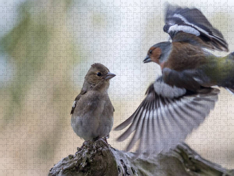 Buchfinken bei der Fütterung - CALVENDO Foto-Puzzle'