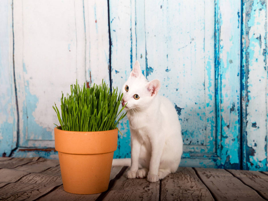 Khao Manee frisst Katzengras - CALVENDO Foto-Puzzle'