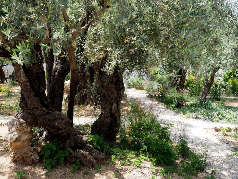 Gethsemane - CALVENDO Foto-Puzzle'