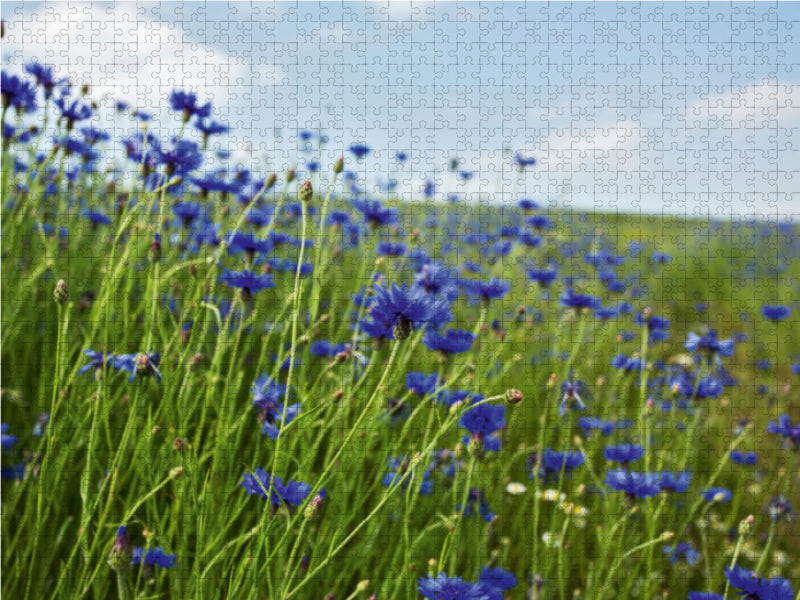 Bleuets - fascination en bleu - Puzzle photo CALVENDO 
