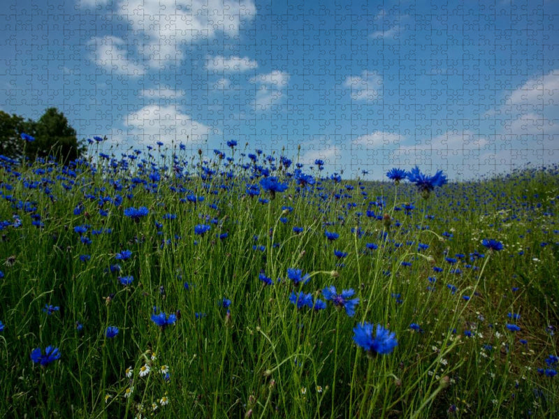 Cornflowers Faszination in Blau - CALVENDO Foto-Puzzle'