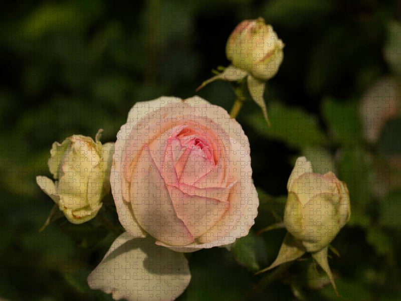 Zauberhafte Rosen - CALVENDO Foto-Puzzle'