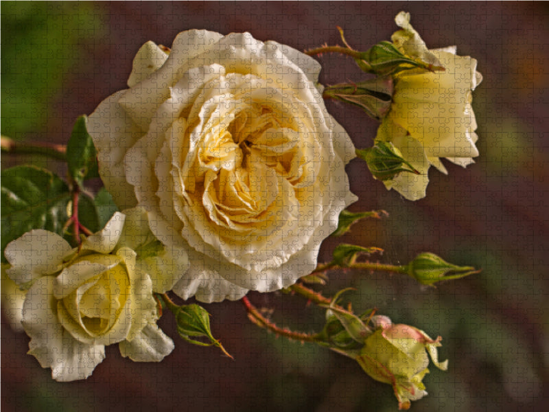 Zauberhafte Rosen 1000 Teile Puzzle quer - CALVENDO Foto-Puzzle'