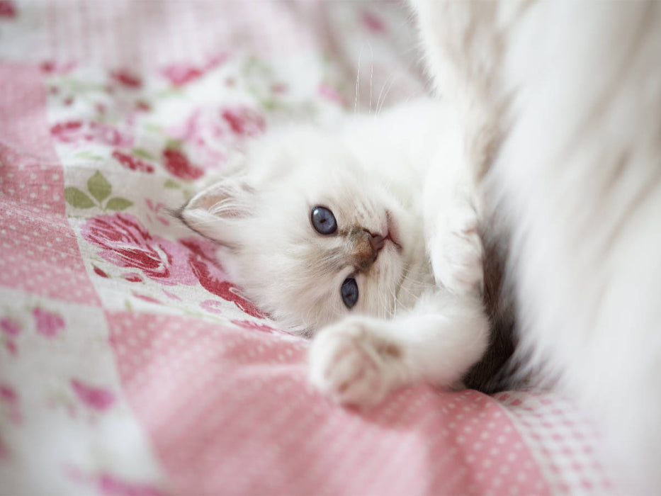 Heilige Birma Kitten, chocolate tabby point - CALVENDO Foto-Puzzle'