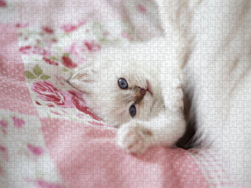 Heilige Birma Kitten, chocolate tabby point - CALVENDO Foto-Puzzle'