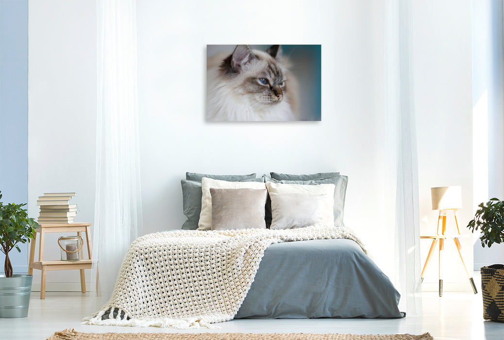 Premium Textil-Leinwand Premium Textil-Leinwand 90 cm x 60 cm quer Heilige Birma Katze, seal tabby point