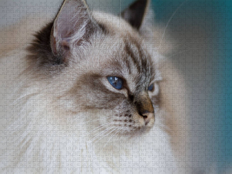 Heilige Birma Katze, seal tabby point - CALVENDO Foto-Puzzle'