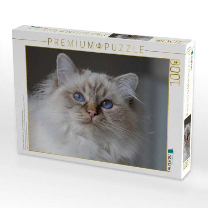Ein Motiv aus dem Kalender Traumhafte Heilige Birma Katzen - CALVENDO Foto-Puzzle'