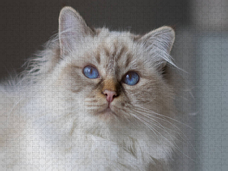 Ein Motiv aus dem Kalender Traumhafte Heilige Birma Katzen - CALVENDO Foto-Puzzle'