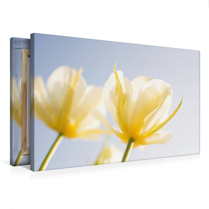 Toile textile premium Toile textile premium 120 cm x 80 cm paysage tulipes 