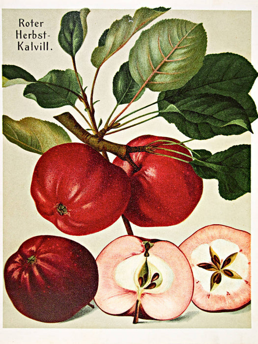 Roter Herbst-Kalvill, plattdeutsch: Dörroden - CALVENDO Foto-Puzzle'