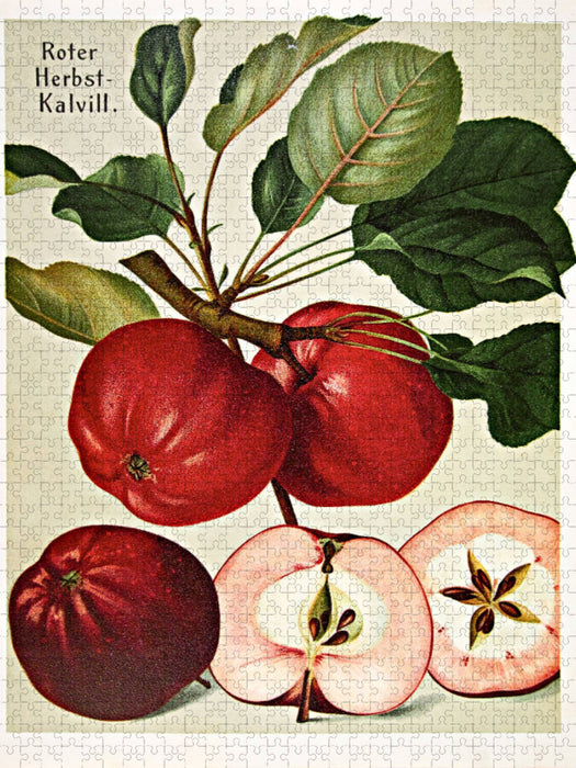 Roter Herbst-Kalvill, plattdeutsch: Dörroden - CALVENDO Foto-Puzzle'