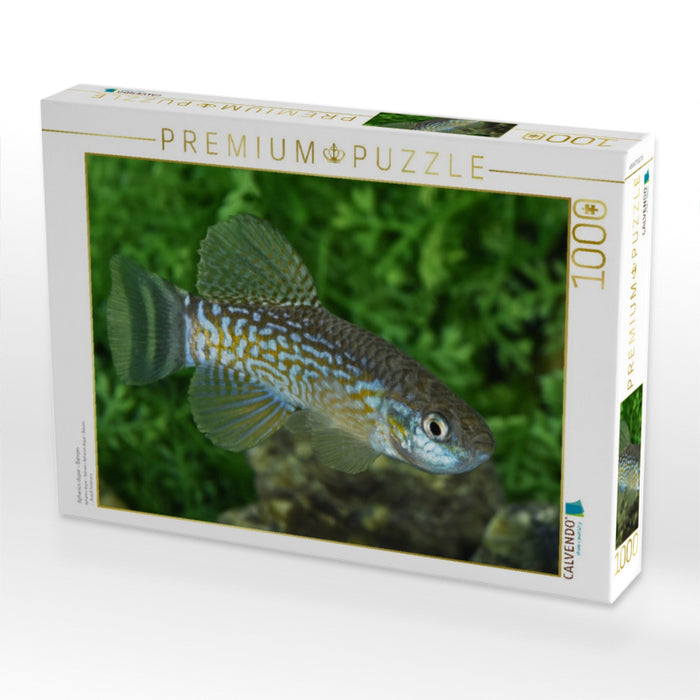 Aphanius dispar - Bahrein - CALVENDO Foto-Puzzle'