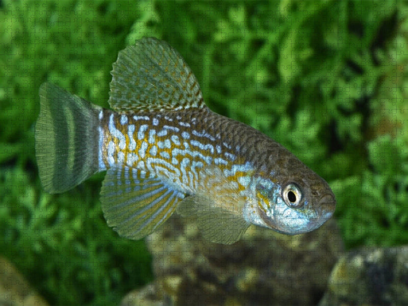 Aphanius dispar - Bahrein - CALVENDO Foto-Puzzle'