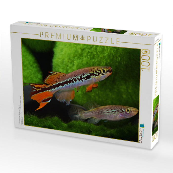 Fundulopanchax deltaense - Nigeria - CALVENDO Foto-Puzzle'
