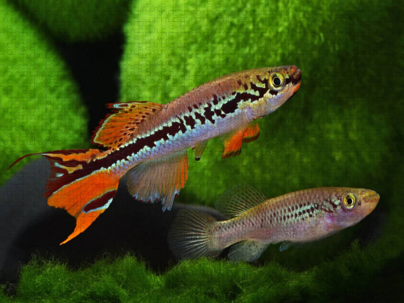 Fundulopanchax deltaense - Nigeria - CALVENDO Foto-Puzzle'
