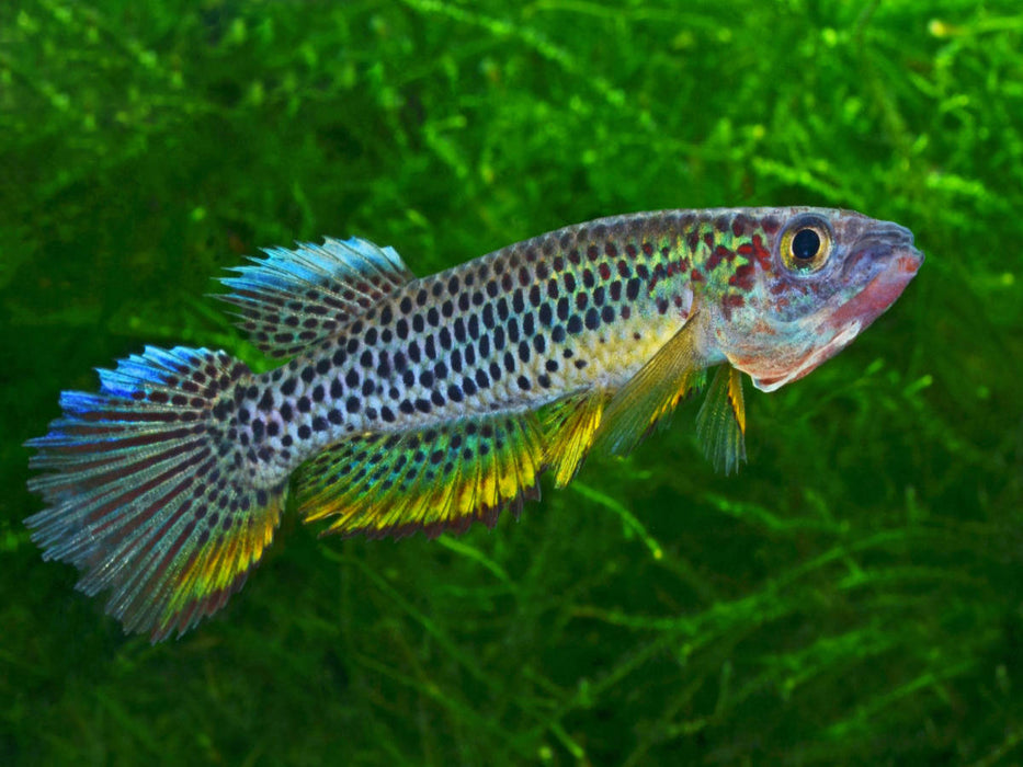 Epiplatys esekanus - Kamerun - CALVENDO Foto-Puzzle'