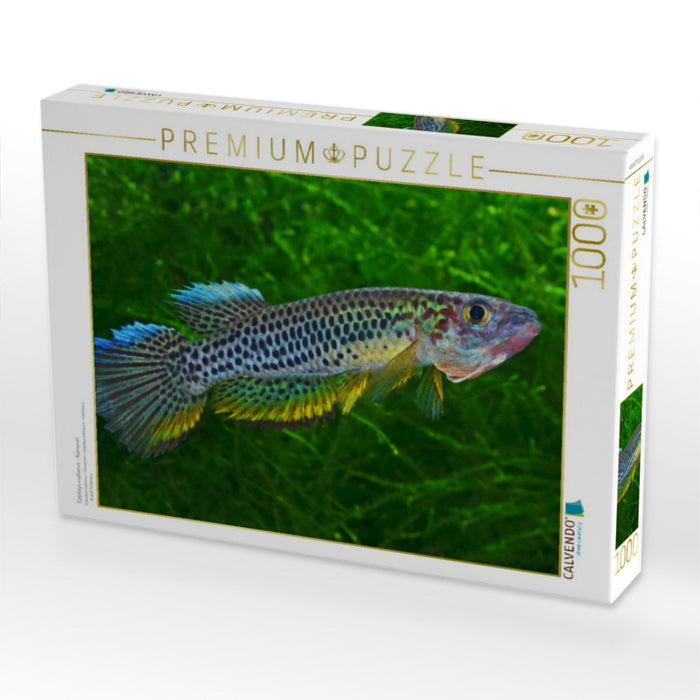 Epiplatys esekanus - Kamerun - CALVENDO Foto-Puzzle'
