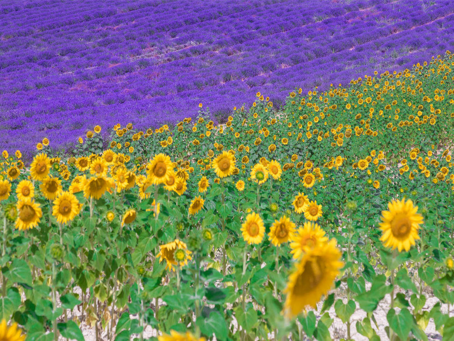 Sonnenblumen mit Lavendel - CALVENDO Foto-Puzzle'