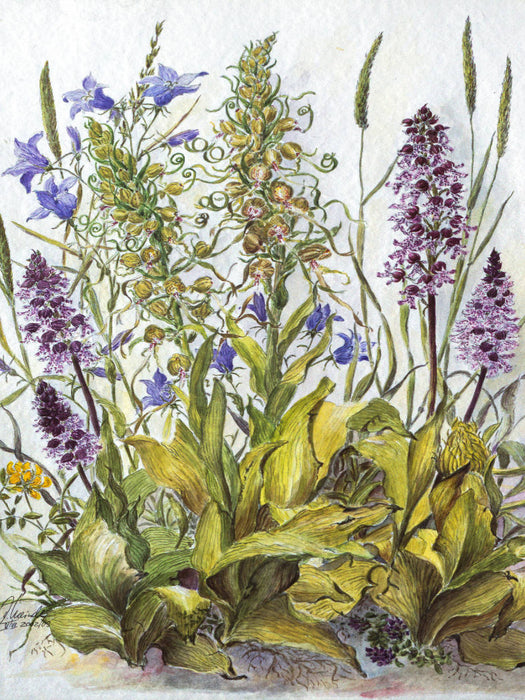 Purpurknabenkraut, Wiesenglockenblume, Bocksriemenzunge - CALVENDO Foto-Puzzle'