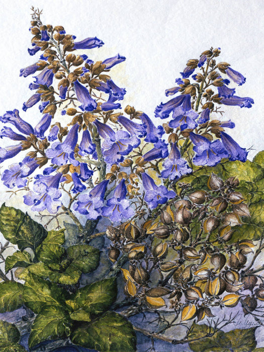 Weinbaugebiete: Filzige Paulownia (stark duftend) mit altem Fruchtstand - CALVENDO Foto-Puzzle'