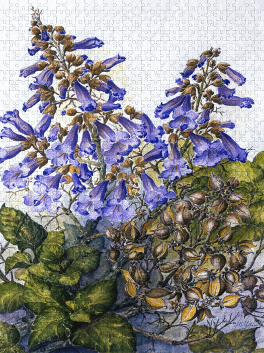 Weinbaugebiete: Filzige Paulownia (stark duftend) mit altem Fruchtstand - CALVENDO Foto-Puzzle'