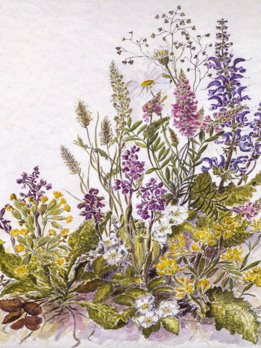 Orchis morio, Schlüsselblume, Knackelbeere, Esparsette, Flügelginster, Salbei - CALVENDO Foto-Puzzle'