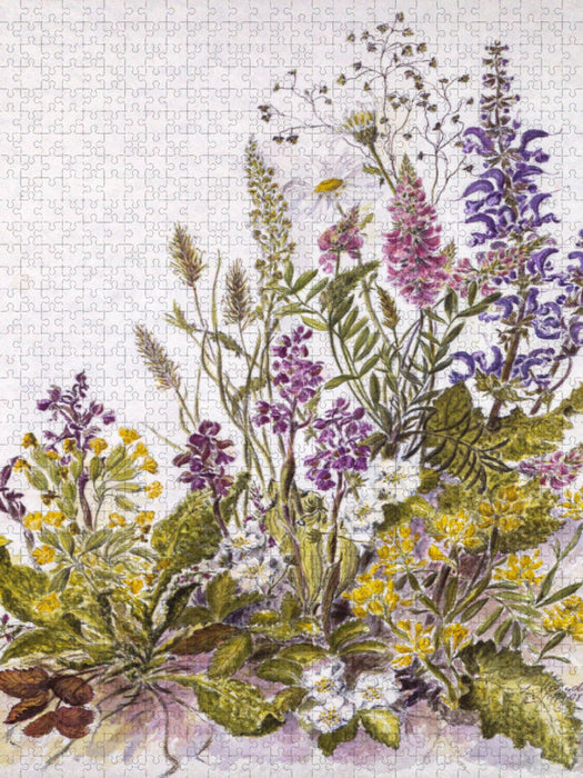 Orchis morio, Schlüsselblume, Knackelbeere, Esparsette, Flügelginster, Salbei - CALVENDO Foto-Puzzle'