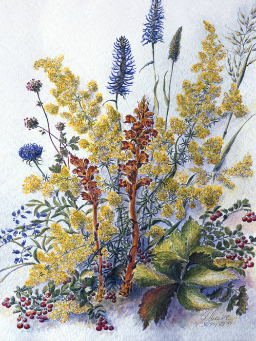 Preiselbeeren, Labkraut, Kreuzblümchen, Wiesenknopf, Sommerwurz,Teufelskralle - CALVENDO Foto-Puzzle'