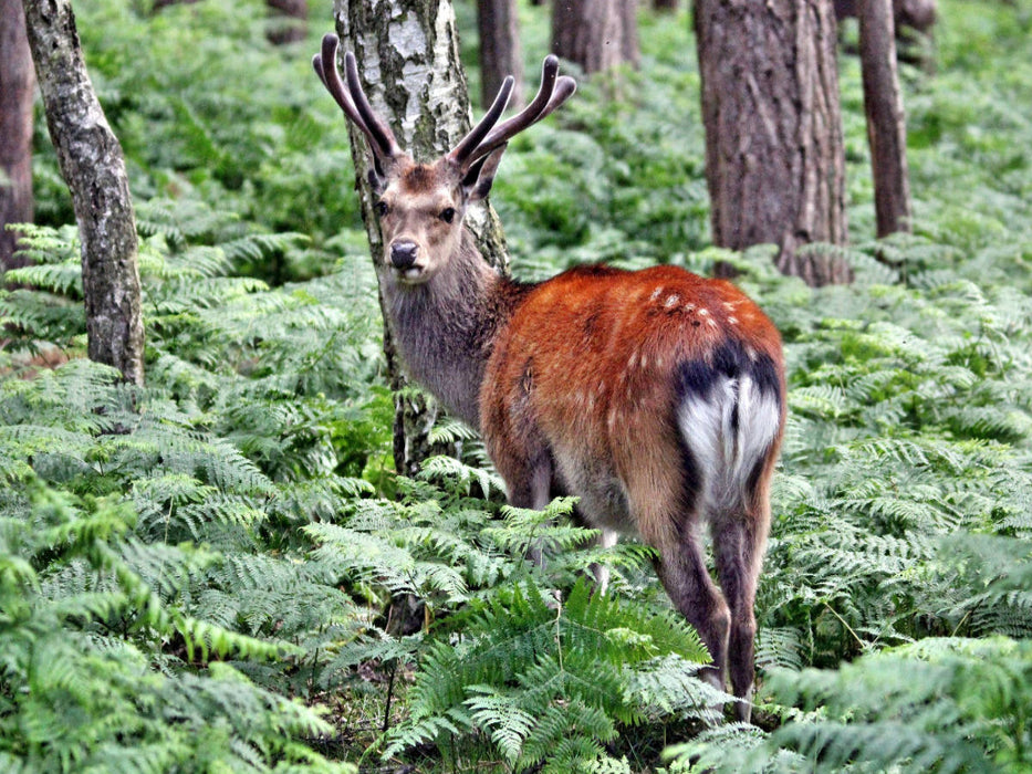 Der Sikahirsch - Der kleine Asiat in unseren Wäldern - CALVENDO Foto-Puzzle'
