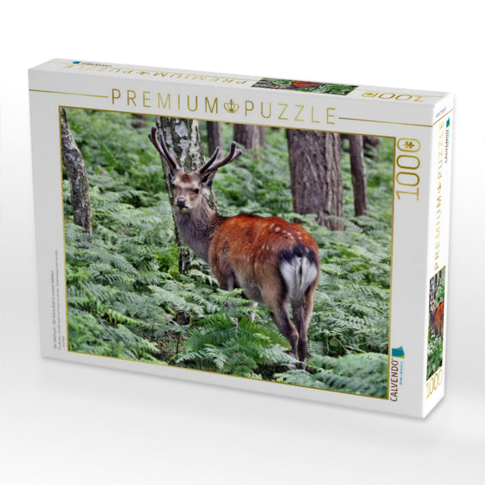 Der Sikahirsch - Der kleine Asiat in unseren Wäldern - CALVENDO Foto-Puzzle'