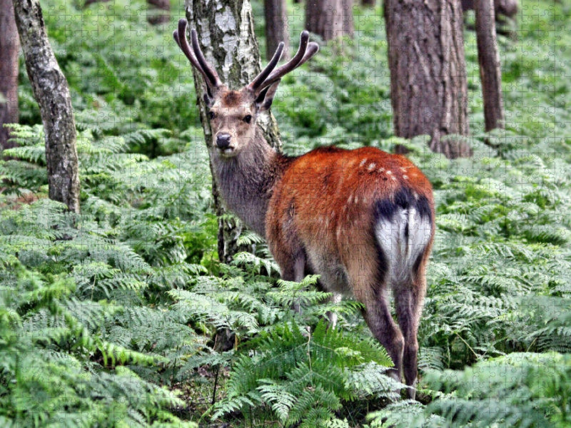 Der Sikahirsch - Der kleine Asiat in unseren Wäldern - CALVENDO Foto-Puzzle'