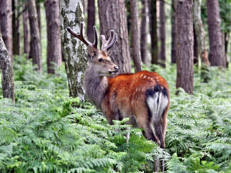 Der Sikahirsch - Der kleine Asiat in unseren Wäldern - CALVENDO Foto-Puzzle'