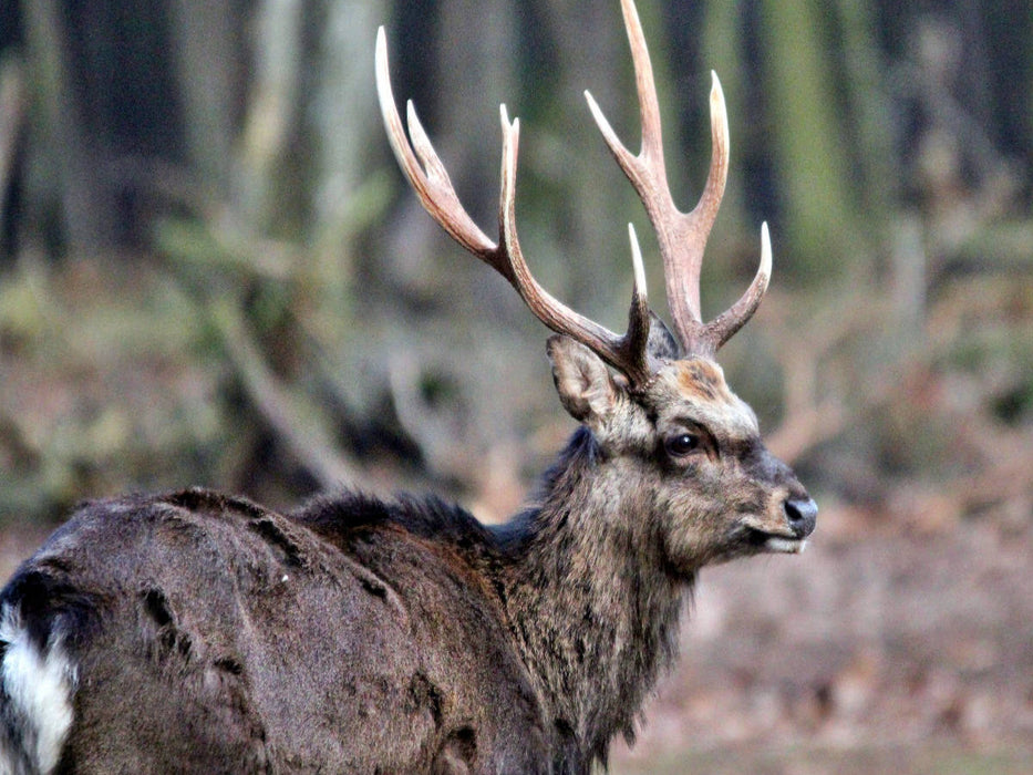Der Sikahirsch - Der kleine Asiat in unseren Wäldern - CALVENDO Foto-Puzzle'