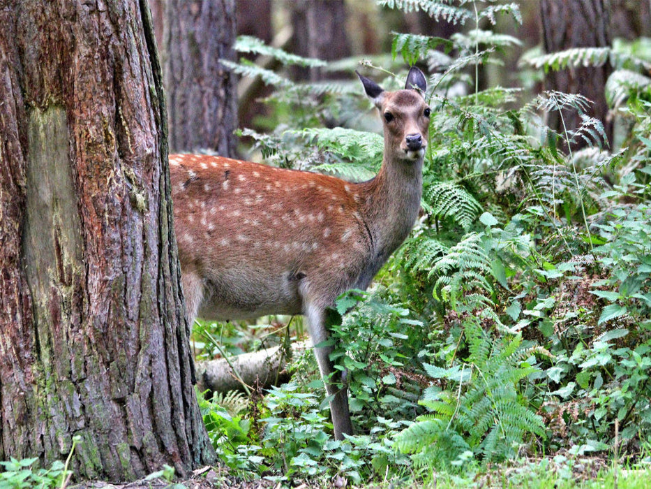 Der Sikahirsch - Der kleine Asiat in unseren Wäldern - CALVENDO Foto-Puzzle'
