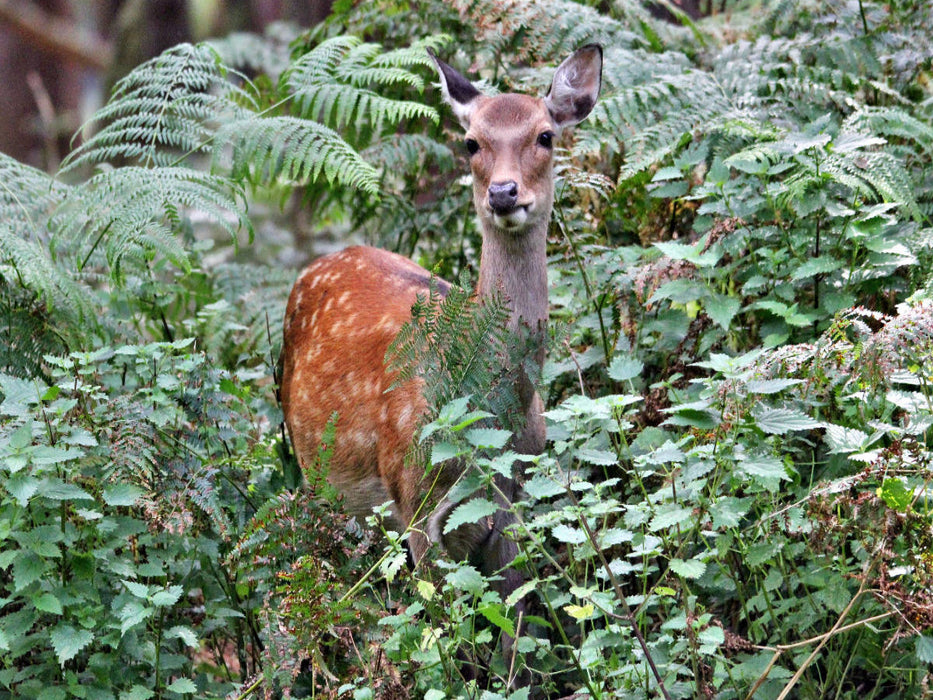 Der Sikahirsch - Der kleine Asiat in unseren Wäldern - CALVENDO Foto-Puzzle'