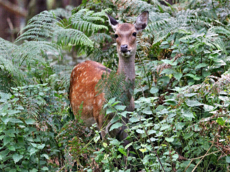 Der Sikahirsch - Der kleine Asiat in unseren Wäldern - CALVENDO Foto-Puzzle'