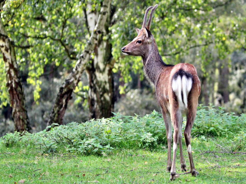 Der Sikahirsch - Der kleine Asiat in unseren Wäldern - CALVENDO Foto-Puzzle'