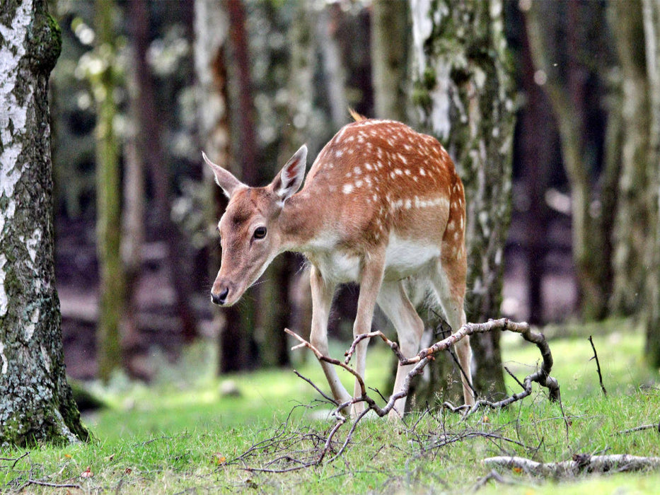 Der Sikahirsch - Der kleine Asiat in unseren Wäldern - CALVENDO Foto-Puzzle'