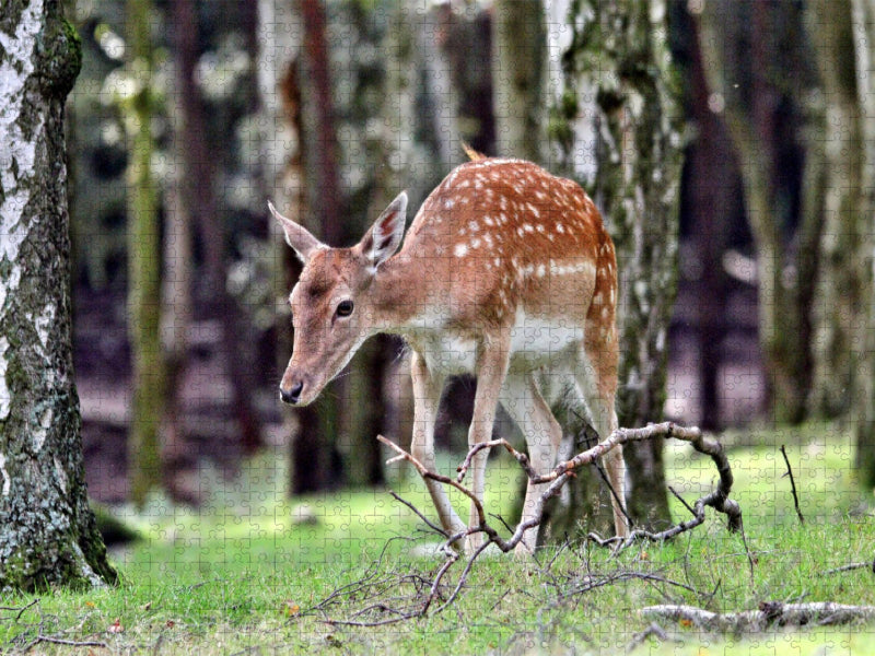 Der Sikahirsch - Der kleine Asiat in unseren Wäldern - CALVENDO Foto-Puzzle'