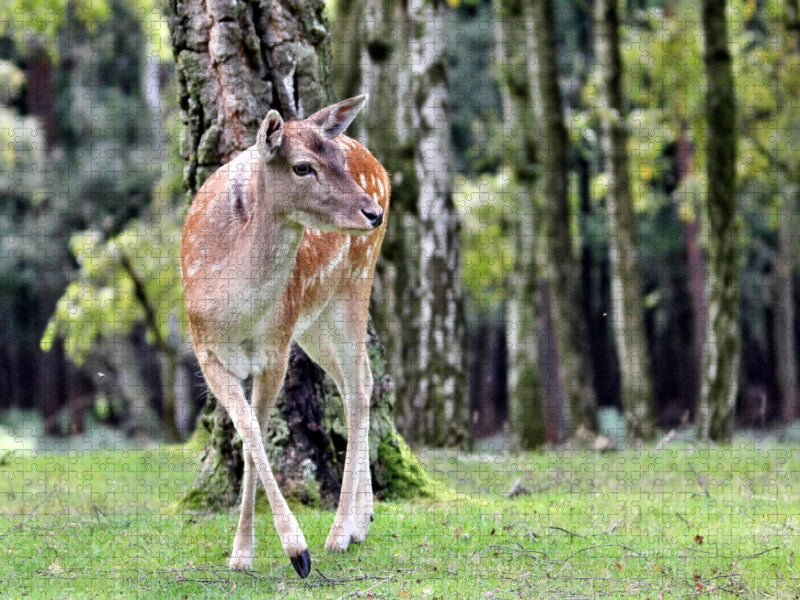 Der Sikahirsch - Der kleine Asiat in unseren Wäldern - CALVENDO Foto-Puzzle'