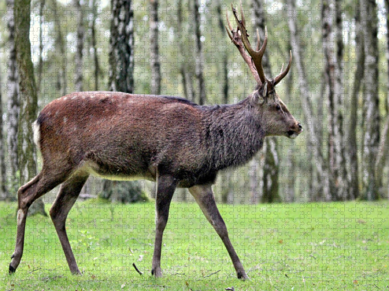 Der Sikahirsch - Der kleine Asiat in unseren Wäldern - CALVENDO Foto-Puzzle'
