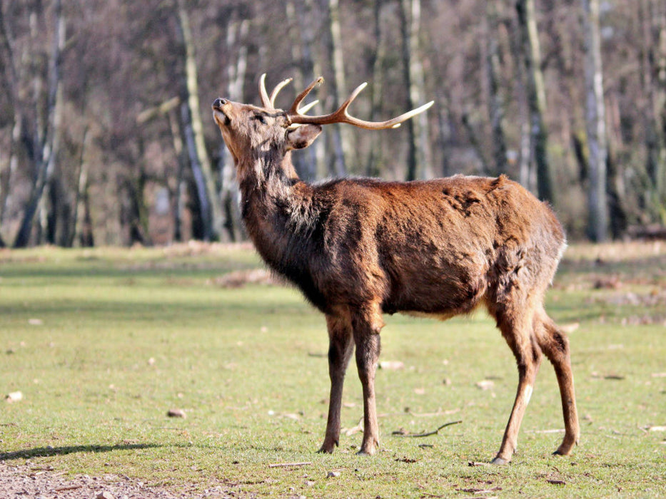 Der Sikahirsch - Der kleine Asiat in unseren Wäldern - CALVENDO Foto-Puzzle'