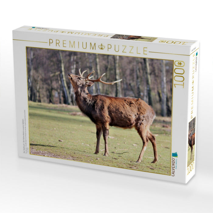 Der Sikahirsch - Der kleine Asiat in unseren Wäldern - CALVENDO Foto-Puzzle'