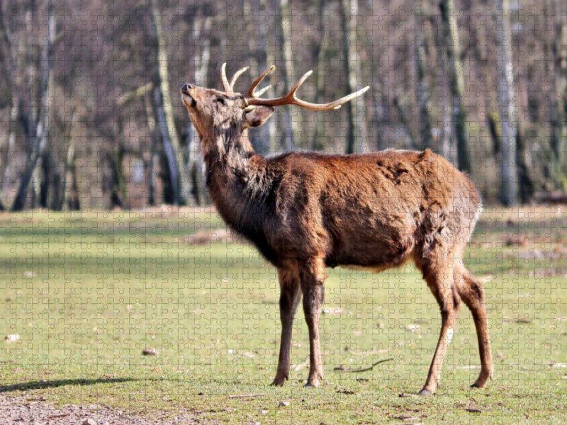 Der Sikahirsch - Der kleine Asiat in unseren Wäldern - CALVENDO Foto-Puzzle'
