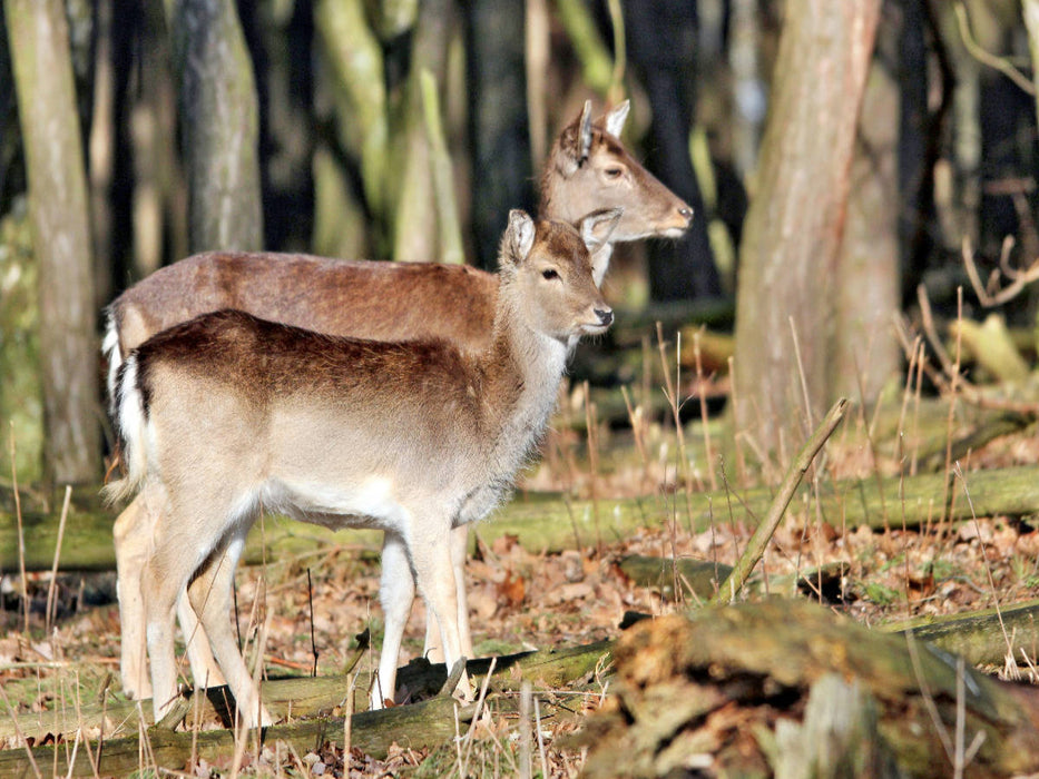 Der Sikahirsch - Der kleine Asiat in unseren Wäldern - CALVENDO Foto-Puzzle'