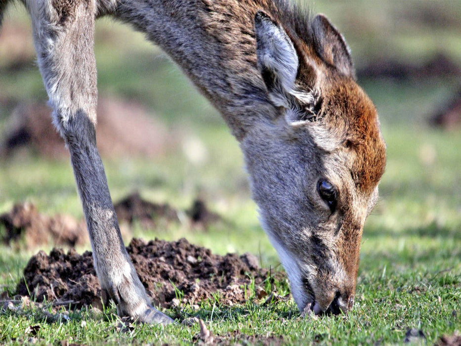 Der Sikahirsch - Der kleine Asiat in unseren Wäldern - CALVENDO Foto-Puzzle'