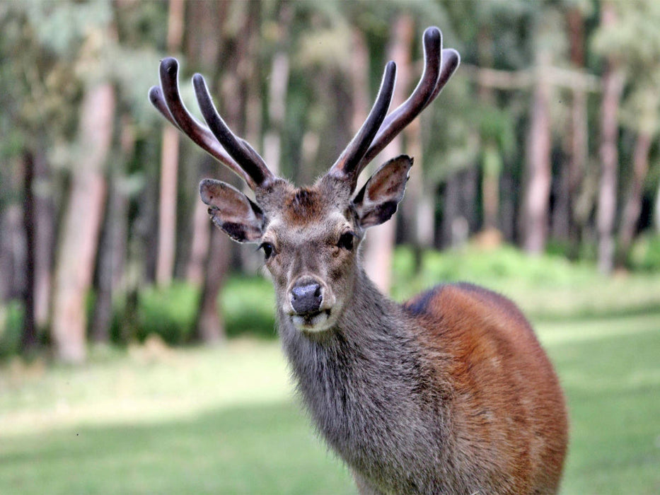 Der Sikahirsch - Der kleine Asiat in unseren Wäldern - CALVENDO Foto-Puzzle'