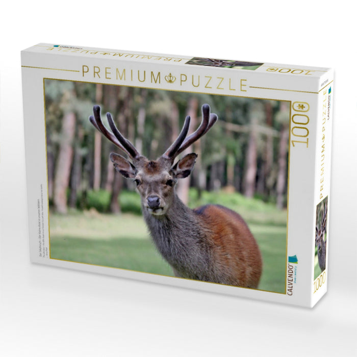 Der Sikahirsch - Der kleine Asiat in unseren Wäldern - CALVENDO Foto-Puzzle'