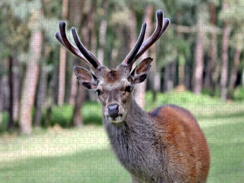 Der Sikahirsch - Der kleine Asiat in unseren Wäldern - CALVENDO Foto-Puzzle'